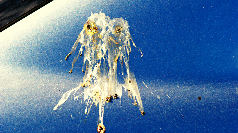 How to remove bird poo from your car